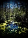 Swamp land Royalty Free Stock Photo