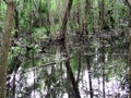 Swamp lands in the rain