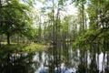 Swamp lands in South Carolina Royalty Free Stock Photo