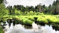 Swamp is a landscape area with excessive moisture, moisture-loving living ground cover, hydrosphere. Karelia, swamping Royalty Free Stock Photo