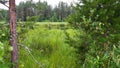 A swamp is a landscape area with excessive moisture, moisture-loving living ground cover, hydrosphere. Swamp science Royalty Free Stock Photo