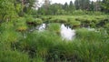 A swamp is a landscape area with excessive moisture, moisture-loving living ground cover, hydrosphere. Swamp science Royalty Free Stock Photo