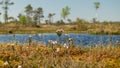 Swamp landscape with blue sky and water, traditional swamp plants, mosses and trees, bog in summer