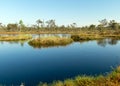 Swamp landscape with blue sky and water, traditional swamp plants, mosses and trees, bog in summer