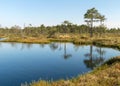 Swamp landscape with blue sky and water, traditional swamp plants, mosses and trees, bog in summer