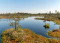 Swamp landscape with blue sky and water, traditional swamp plants, mosses and trees, bog in summer