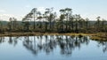 Swamp landscape with blue sky and water, traditional swamp plants, mosses and trees, bog in summer