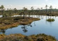 Swamp landscape with blue sky and water, traditional swamp plants, mosses and trees, bog in summer