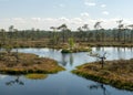 Swamp landscape with blue sky and water, traditional swamp plants, mosses and trees, bog in summer