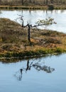 Swamp landscape with blue sky and water, traditional swamp plants, mosses and trees, bog in summer