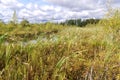 Swamp landscape cattail pond