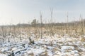 Swamp Landscape in Germany in Winter