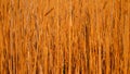 Swamp landscape Dried cane in spring orange