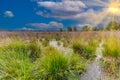 Swamp landscape with green clumps of Purple Moor grass, Molinia caerulea,