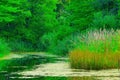 Swamp Landscape Royalty Free Stock Photo