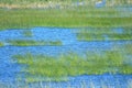 Swamp landscape in Nature park Vrana lake in Croatia