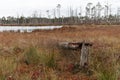 .swamp landscape with an old tree stump in the foreground, brown swamp plants and water in the background Royalty Free Stock Photo