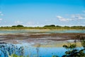 Swamp landscape in Puerto Madero, nature and water