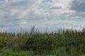 Swamp landscape reed plants