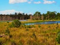 Swamp landscape Royalty Free Stock Photo