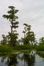 Swamp Landscape with Trees, Louisiana