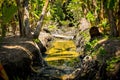 Swamp landscape in vietnamese jungle at mekong