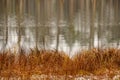 swamp landscape view with dry pine trees, reflections in water a Royalty Free Stock Photo