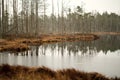 swamp landscape view with dry pine trees, reflections in water a Royalty Free Stock Photo