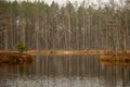 swamp landscape view with dry pine trees, reflections in water a Royalty Free Stock Photo