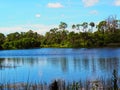 Swamp landscape Royalty Free Stock Photo