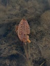 Swamp leaf waterdrops