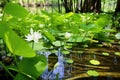 swamp lilies and water bugs active in spring Royalty Free Stock Photo