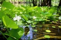 swamp lilies and water bugs active in spring