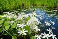 swamp lilies and water bugs active in spring Royalty Free Stock Photo