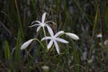 Swamp Lily in Florida Wetland Royalty Free Stock Photo