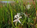 swamp lily flower Royalty Free Stock Photo