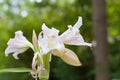 Swamp Lily flower