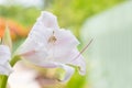 Swamp Lily flower