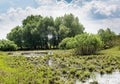 Swamp located near by trees under cloudy sky Royalty Free Stock Photo