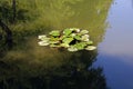 Swamp with lotos and turtles, plants and flowers by the end of summer,Zagreb, Croatia