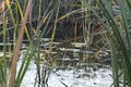 Swamp in Punjab in low lying areas Royalty Free Stock Photo