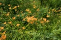 Many beautiful orange flowers in swamp on sunny summer day Royalty Free Stock Photo