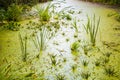 Swamp marsh bog natural view quagmire morass mire guag with duck