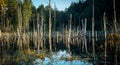 Swamp landscape, tree stumps and dry trees Royalty Free Stock Photo