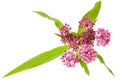 Swamp Milkweed Royalty Free Stock Photo