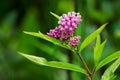 Swamp milkweed