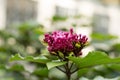 Swamp Milkweed Asclepias incarnata Flowers Closeup