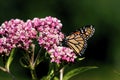 Swamp Milkweed with Monarch Butterfly 601455