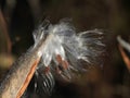 swamp milkweed seed pods late October