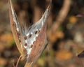 swamp milkweed seed pods late October